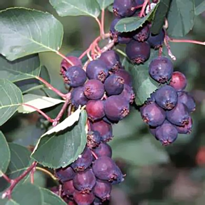 Juneberries
