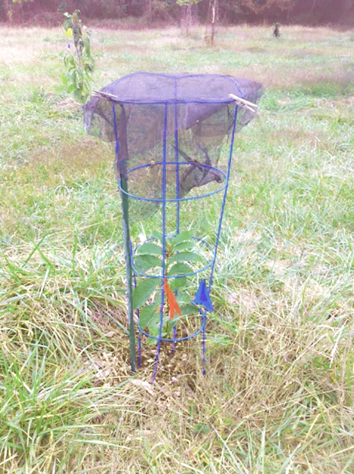 Young pawpaw with shade cage