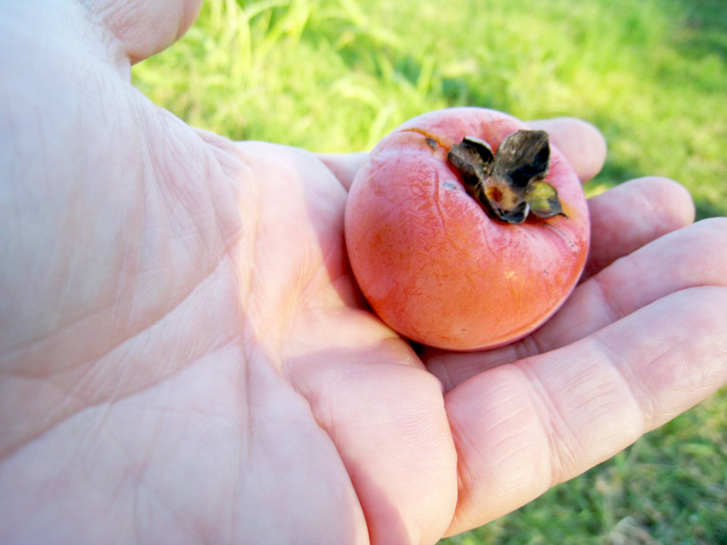 Yates American persimmon