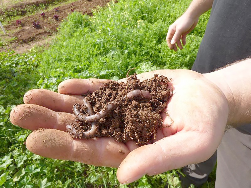 closeup of hand holding rich soil with earthworms