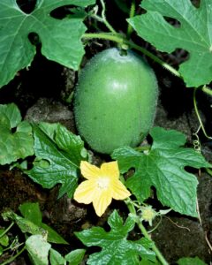Wintermelons start out hirsute, or fuzzy, such as the one pictured here.