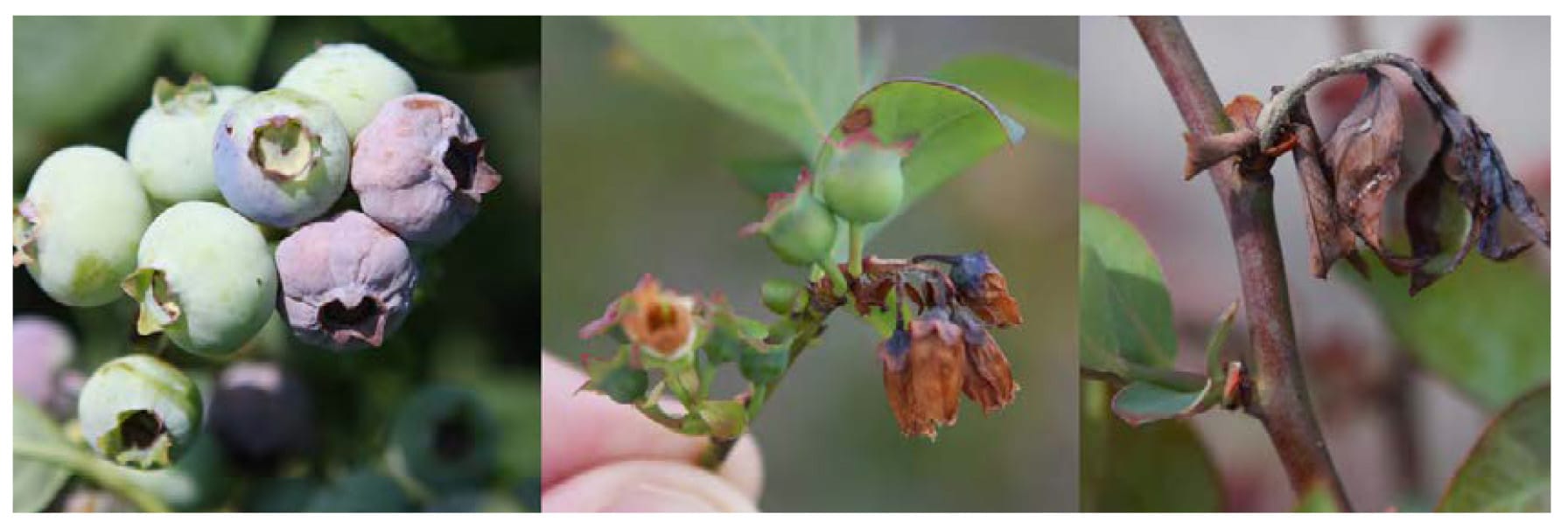 Mummy berry (left). Mummy berry with apothecia (center). Infected leaves and flower bud (right).