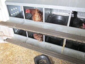 nest boxes