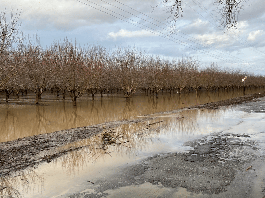 Photo of Non-cover-cropped California orchard after heavy rains, January 15, 2023.