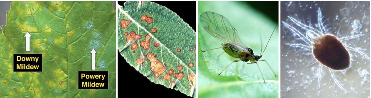 Powdery mildew, Botryosphaeria canker, Peach Aphid, and spider mite