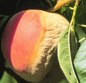 brown rot on peach