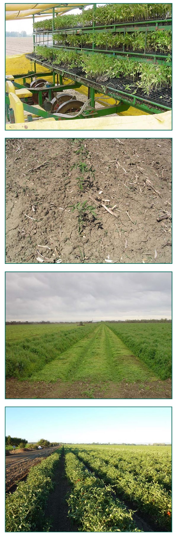 images of mowed vetch and tomatoes planted as seedlings