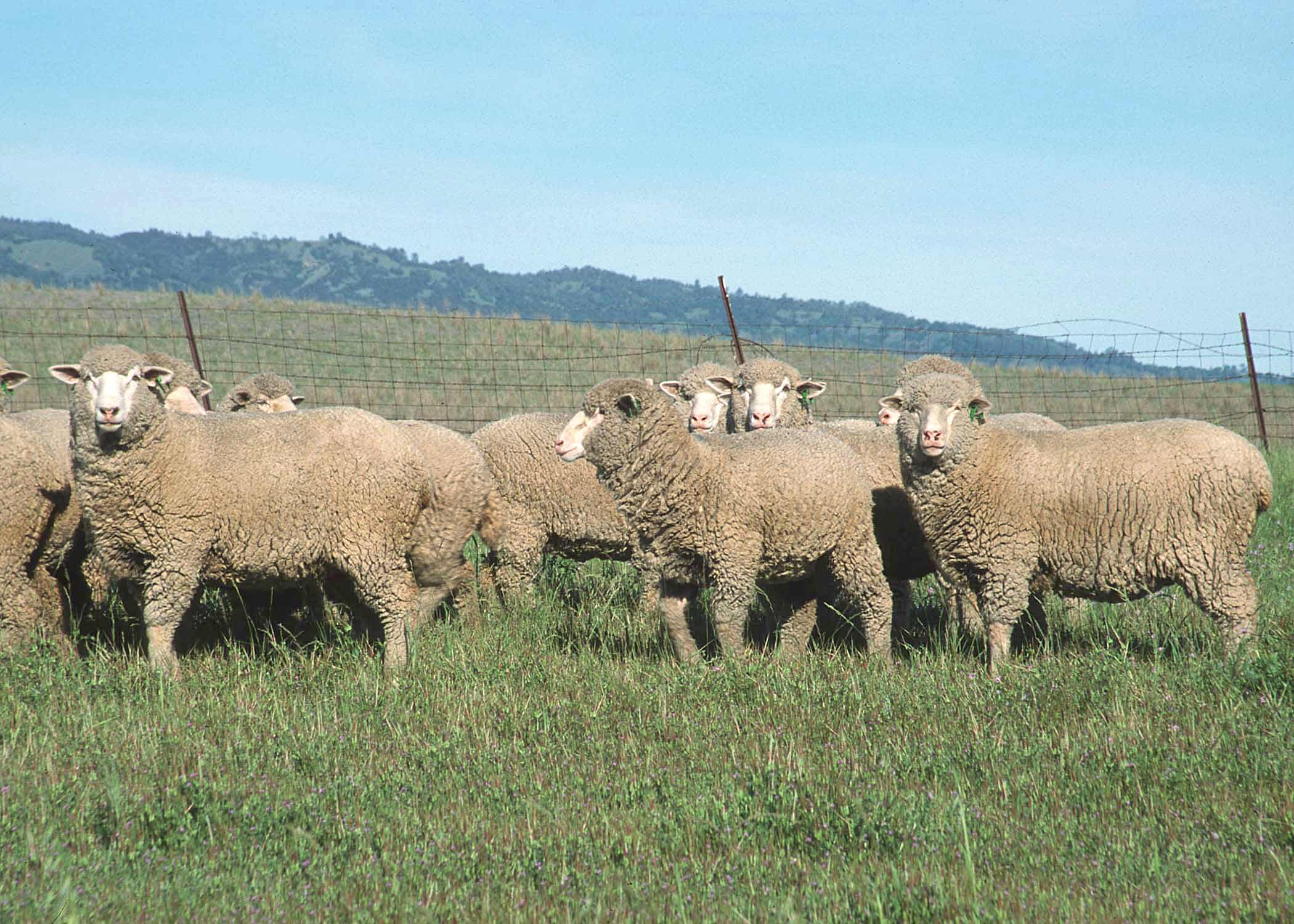 sheep in pasture