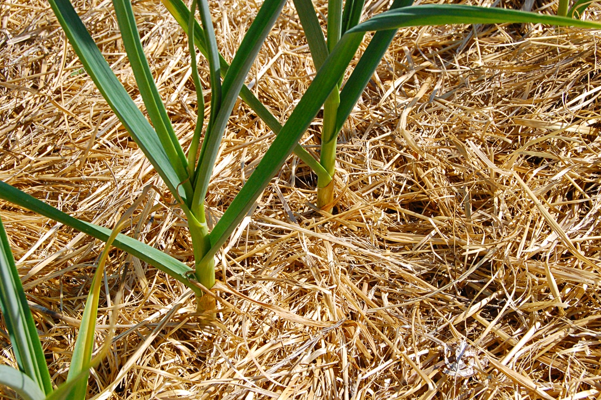A thick layer of straw mulch serves as a barrier to weeds in this crop of young garlic.