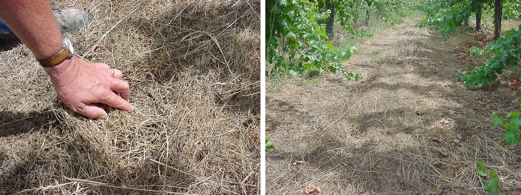subclover cover crop in an alley way