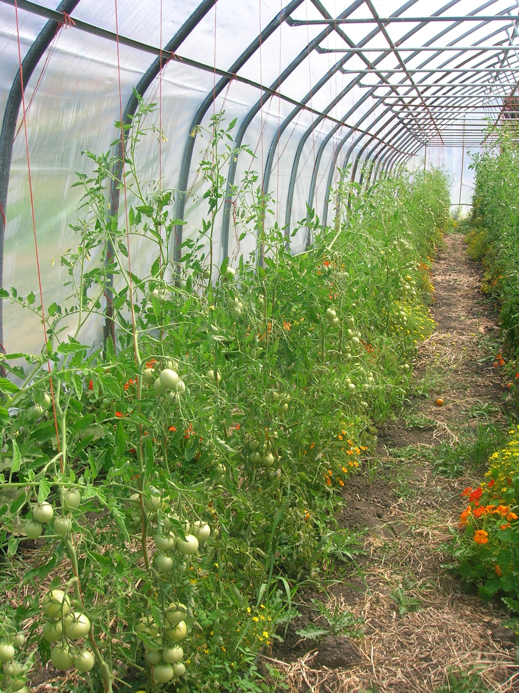tomatoes in a hoop house