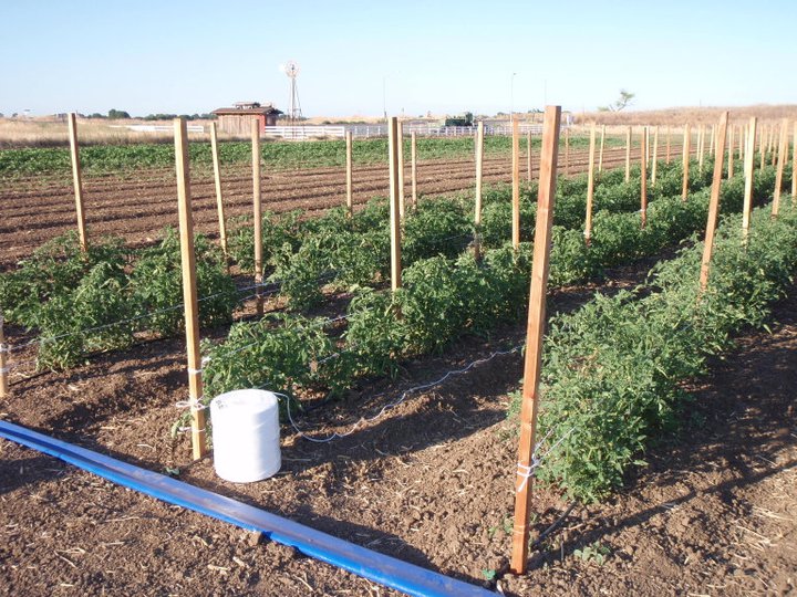 photo showing the weave staking system