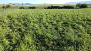 trampled grass