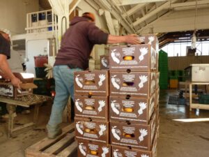 man loading boxes of produce onto a crate.