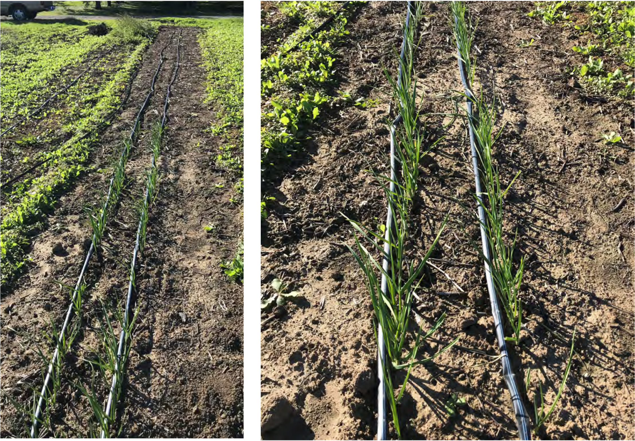 Rows of garlic biosolarization during August and September 2021.
